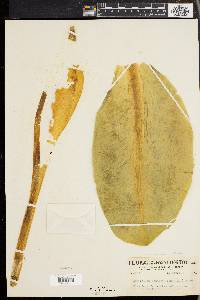 Lysichiton camtschatcensis image