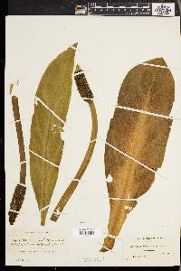 Lysichiton camtschatcensis image