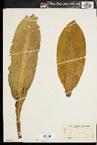 Lysichiton camtschatcensis image