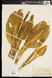 Lysichiton camtschatcensis image