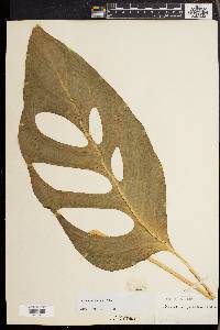 Media resource of Monstera adansonii