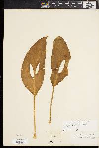 Monstera adansonii image