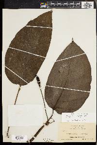 Monstera obliqua image
