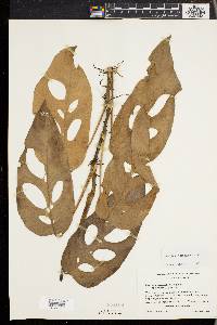 Monstera siltepecana image