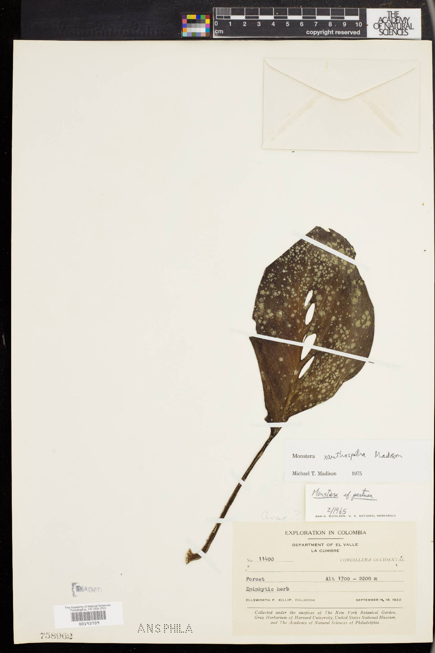 Monstera xanthospatha image