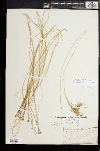 Eriocaulon aquaticum image