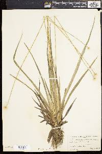 Eriocaulon decangulare image