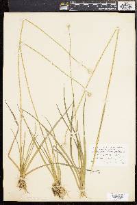 Eriocaulon decangulare image