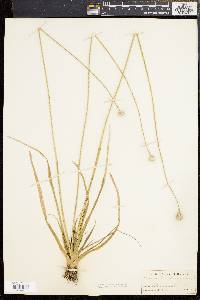 Eriocaulon decangulare image