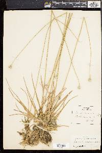 Eriocaulon decangulare image