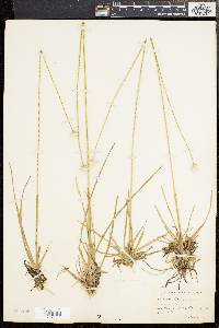 Eriocaulon decangulare image