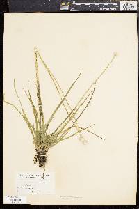 Eriocaulon decangulare image