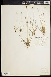 Xyris difformis image