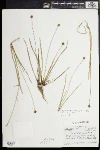 Xyris difformis image