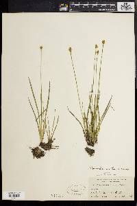 Xyris difformis image