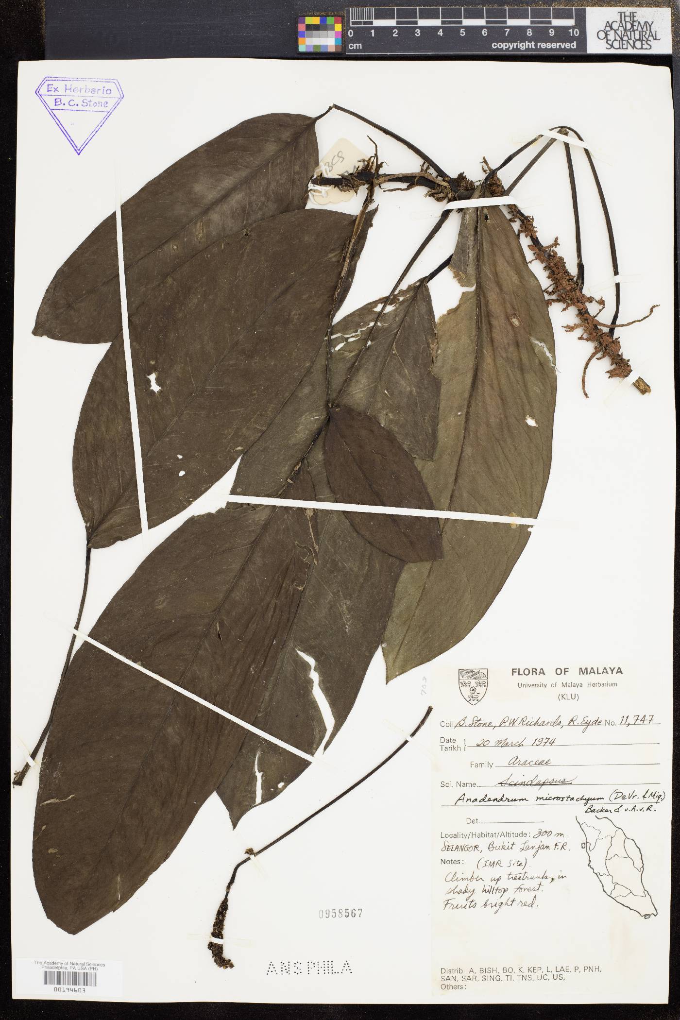 Anadendrum microstachyum image