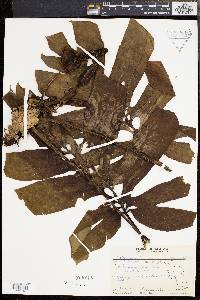 Amydrium medium image