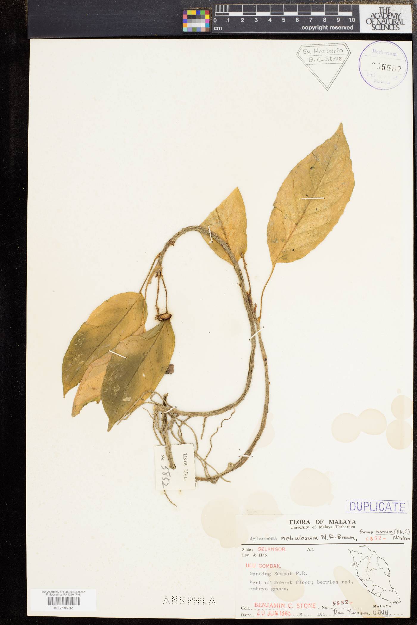 Aglaonema nebulosum image