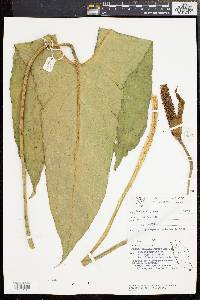Cyrtosperma merkusii image