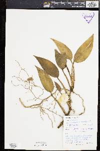 Scindapsus scortechinii image