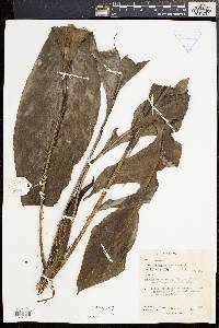 Rhaphidophora beccarii image