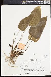 Homalomena pendula image