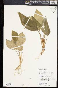 Homalomena humilis image