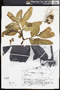 Amorphophallus lacourii image