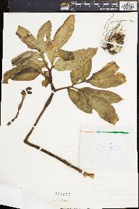 Amorphophallus lacourii image