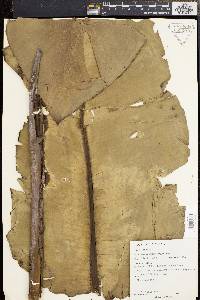 Epipremnum giganteum image