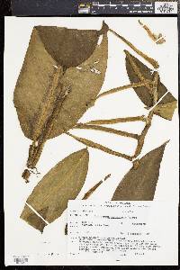 Scindapsus hederaceus image