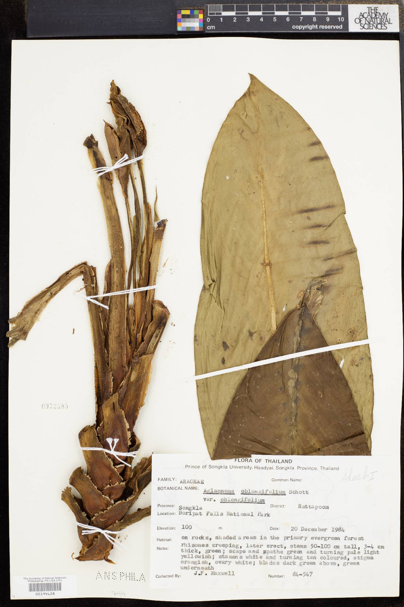 Aglaonema oblongifolium image