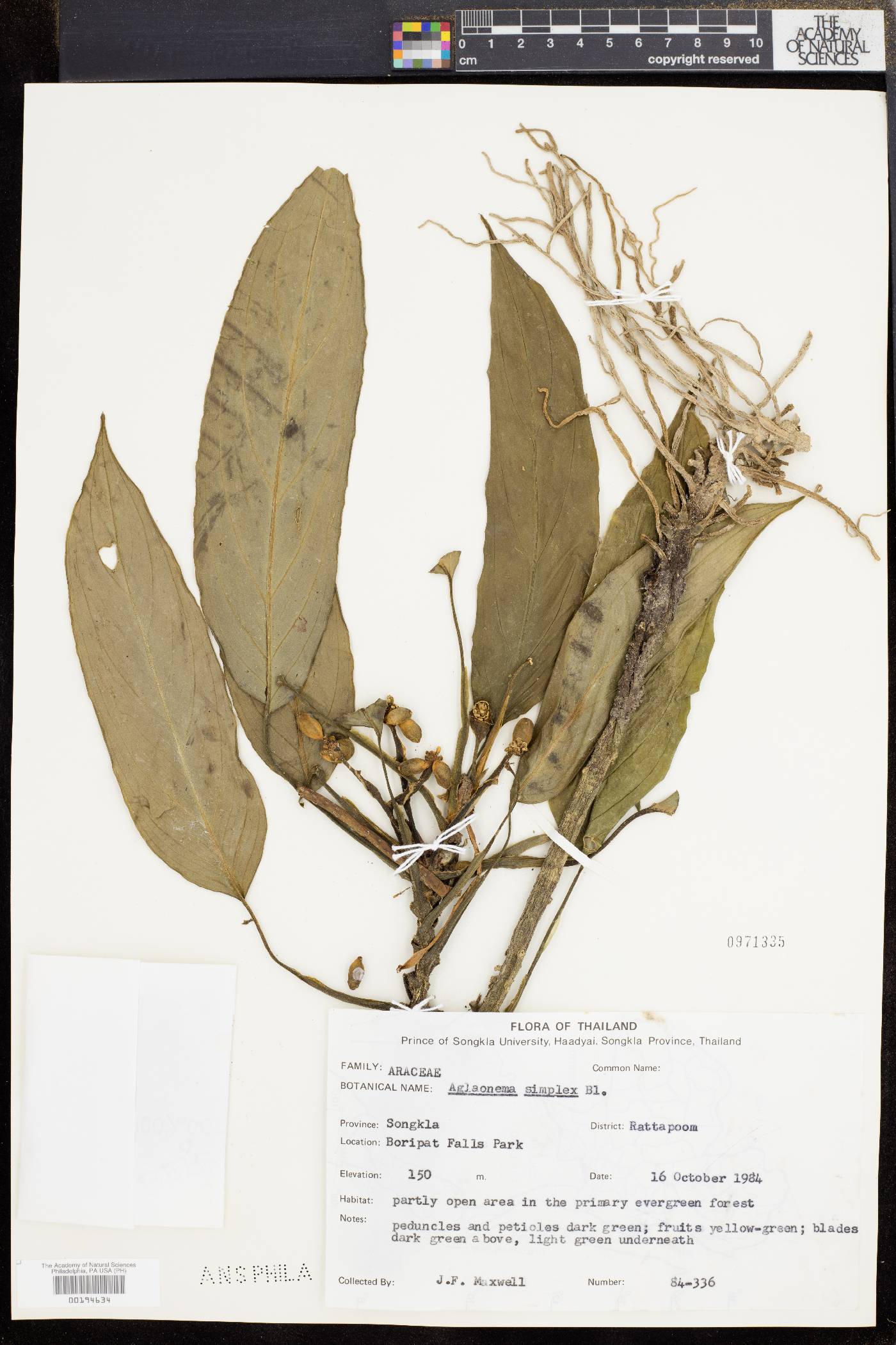 Aglaonema simplex image