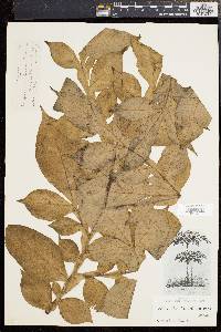 Media resource of Amorphophallus konjac