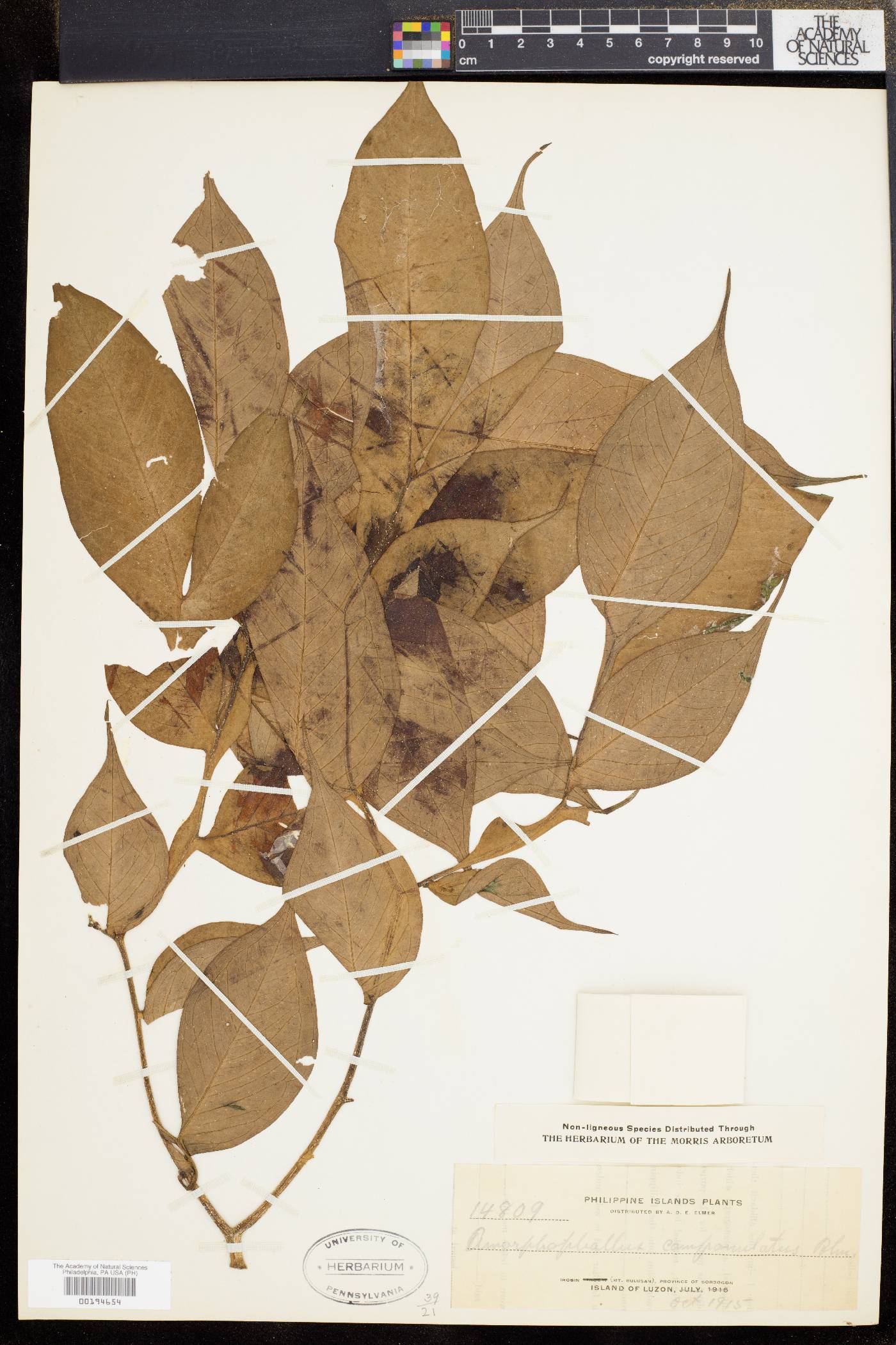 Amorphophallus campanulatus image