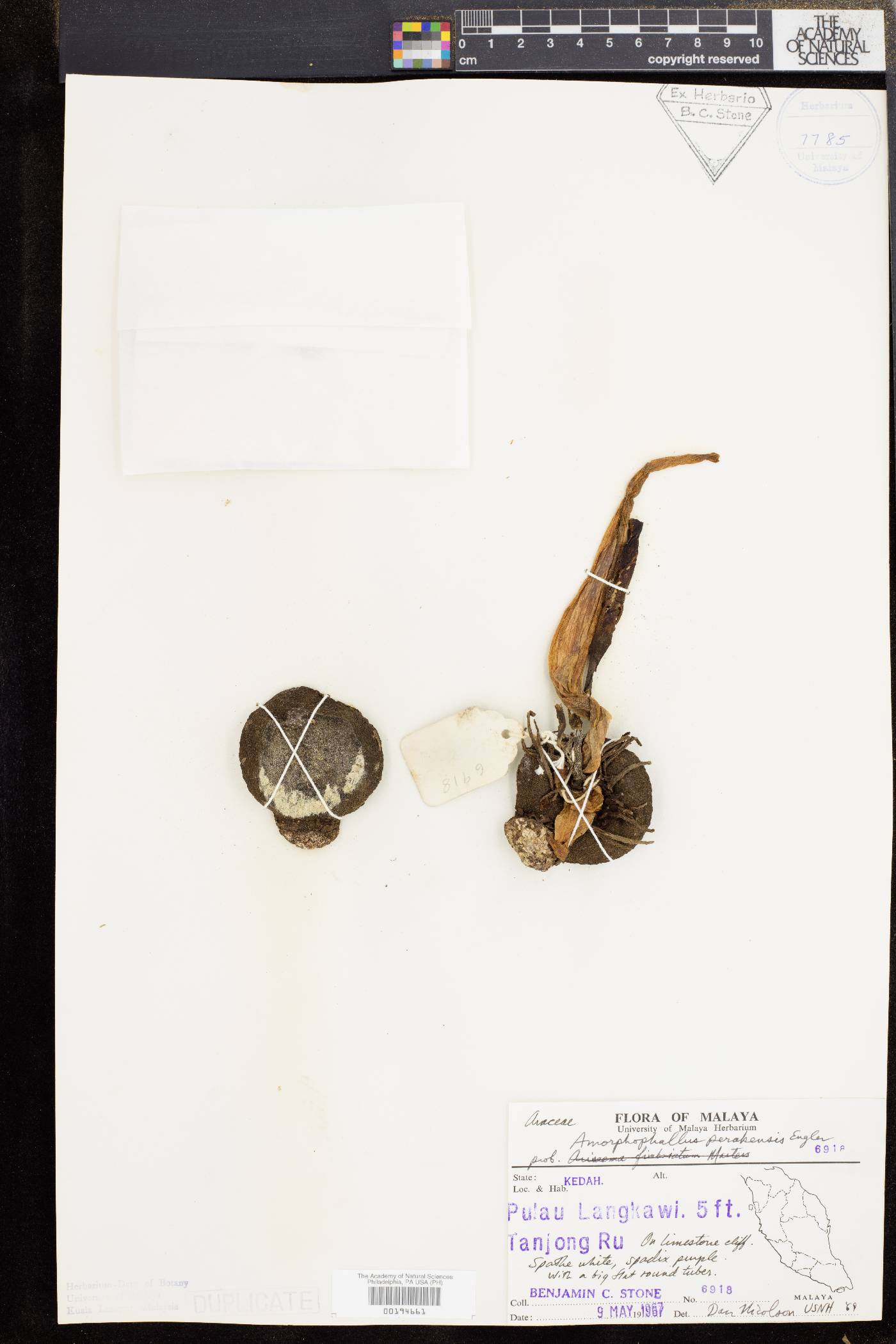 Amorphophallus perakensis image