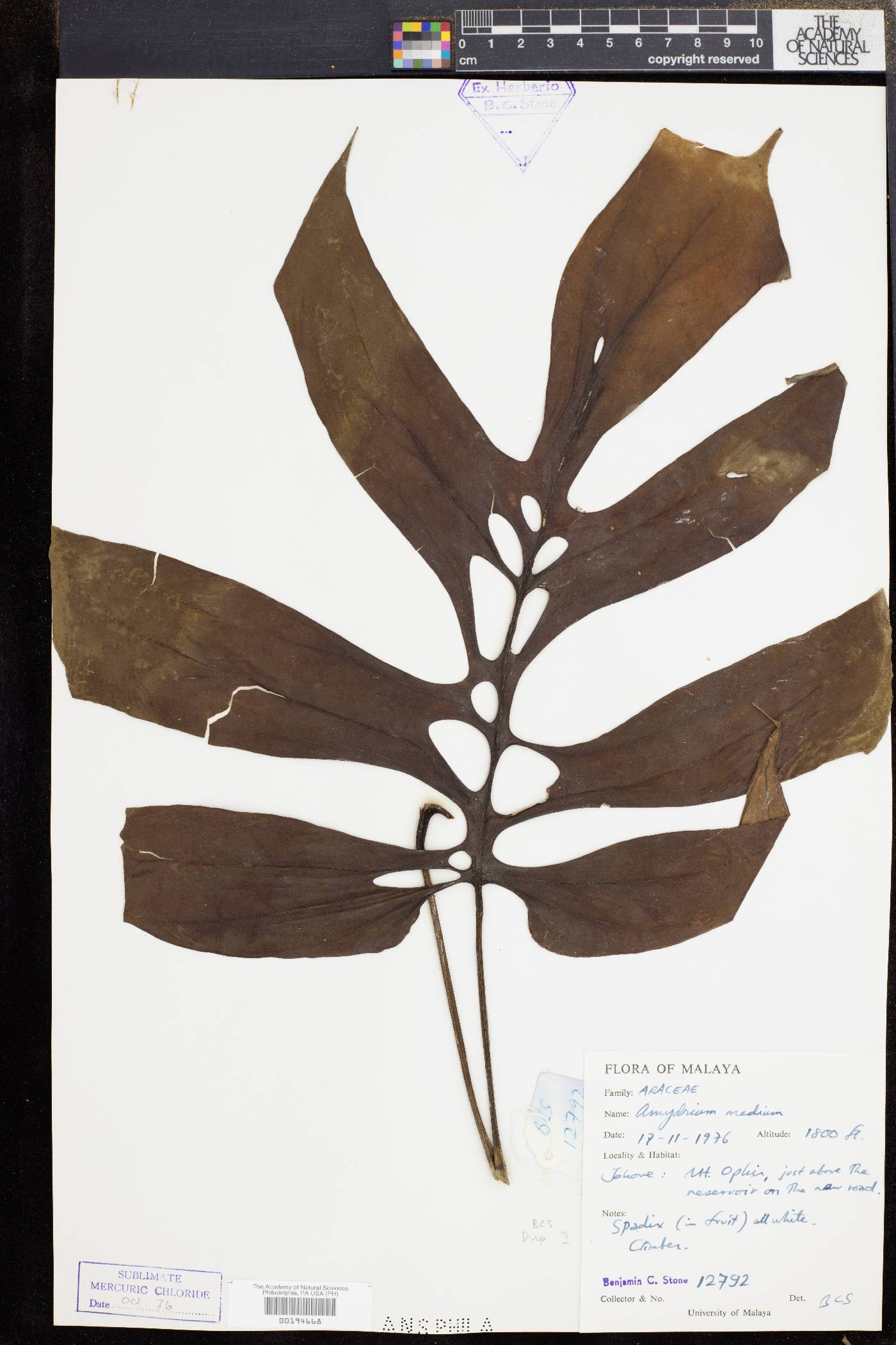 Amydrium image