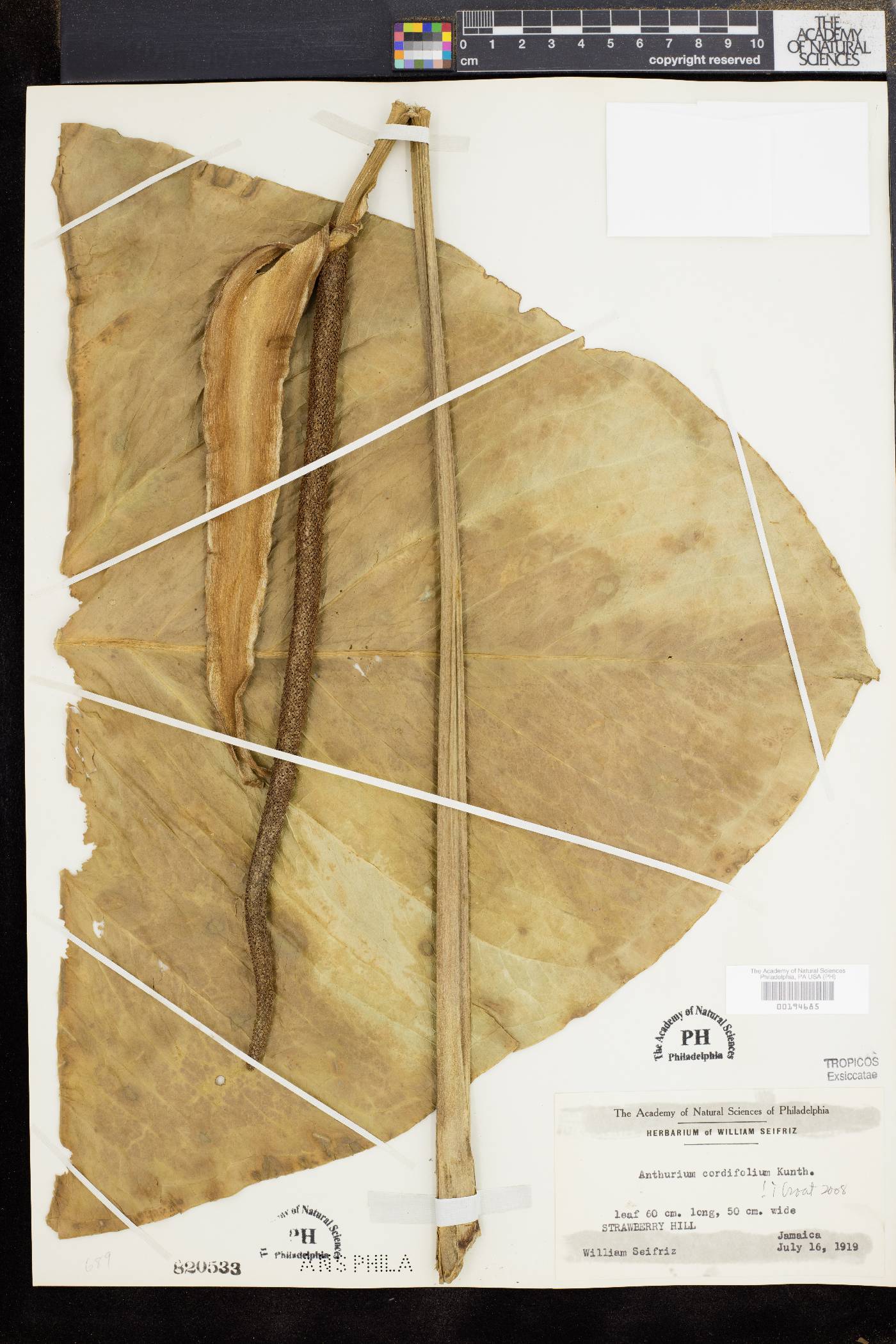 Anthurium cordifolium image