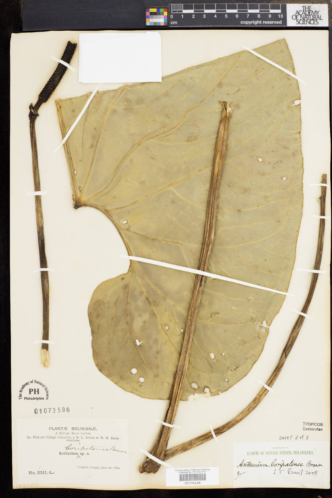 Anthurium coripatense image