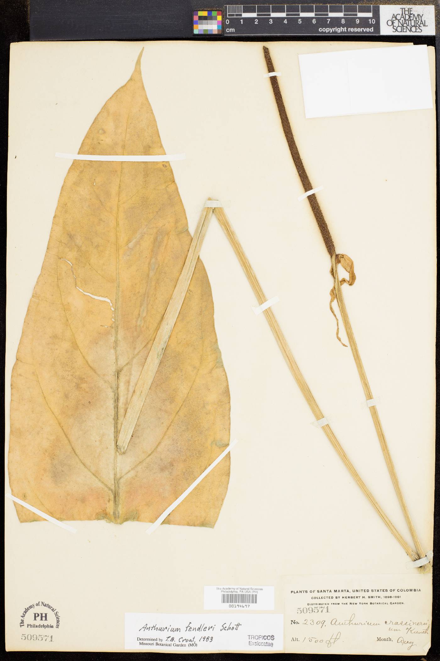 Anthurium fendleri image