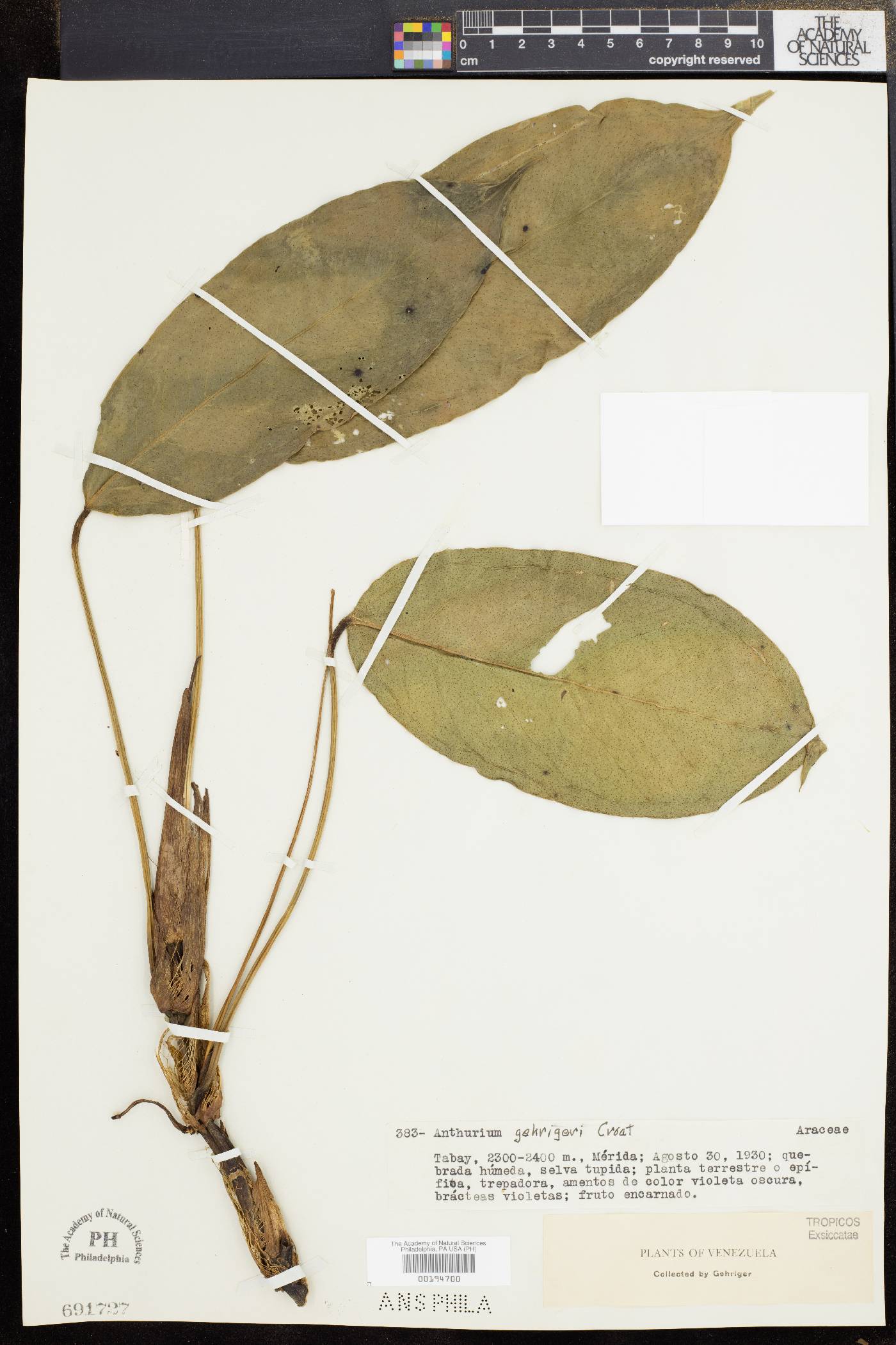 Anthurium gehrigeri image