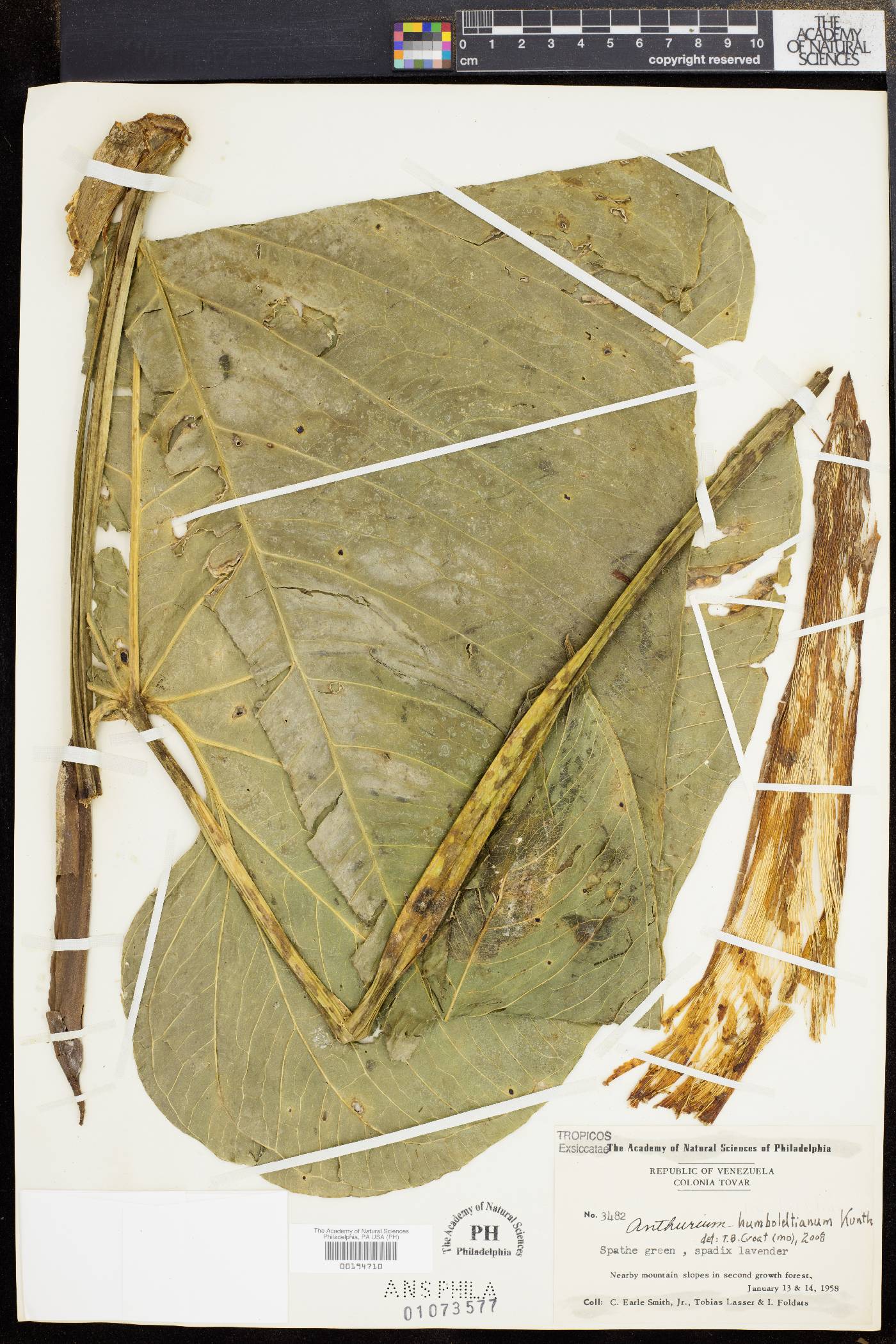 Anthurium humboldtianum image