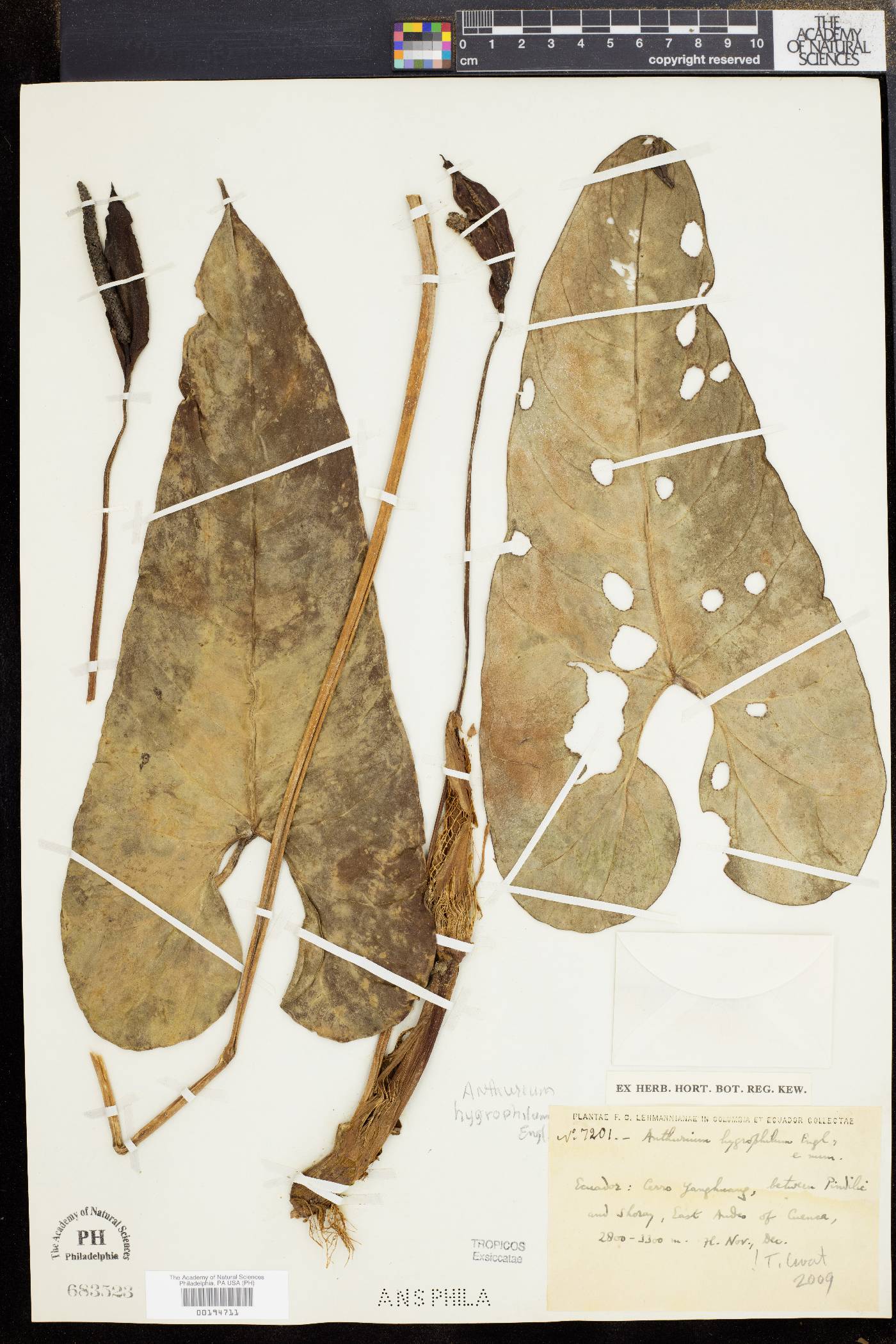 Anthurium hygrophilum image