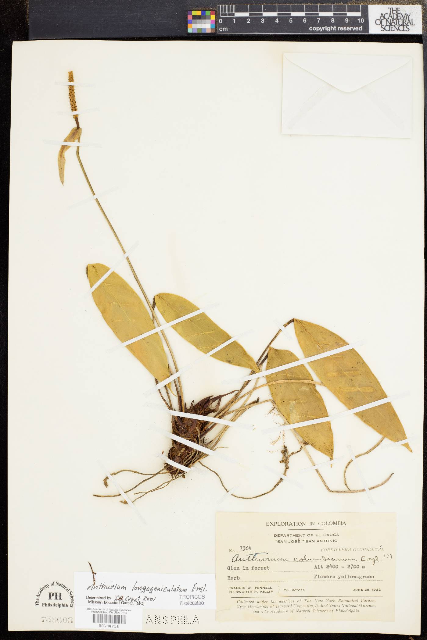 Anthurium longegeniculatum image