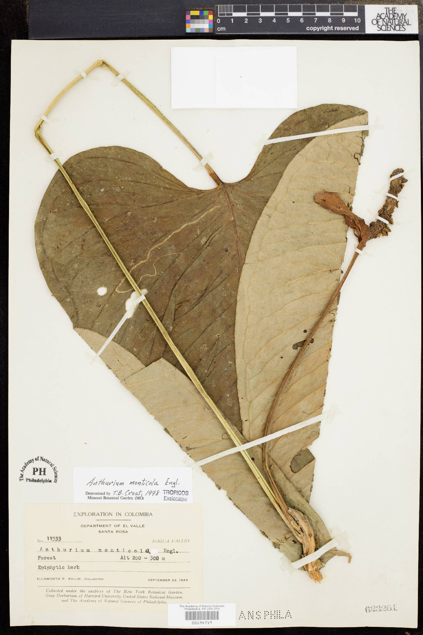 Anthurium monticola image