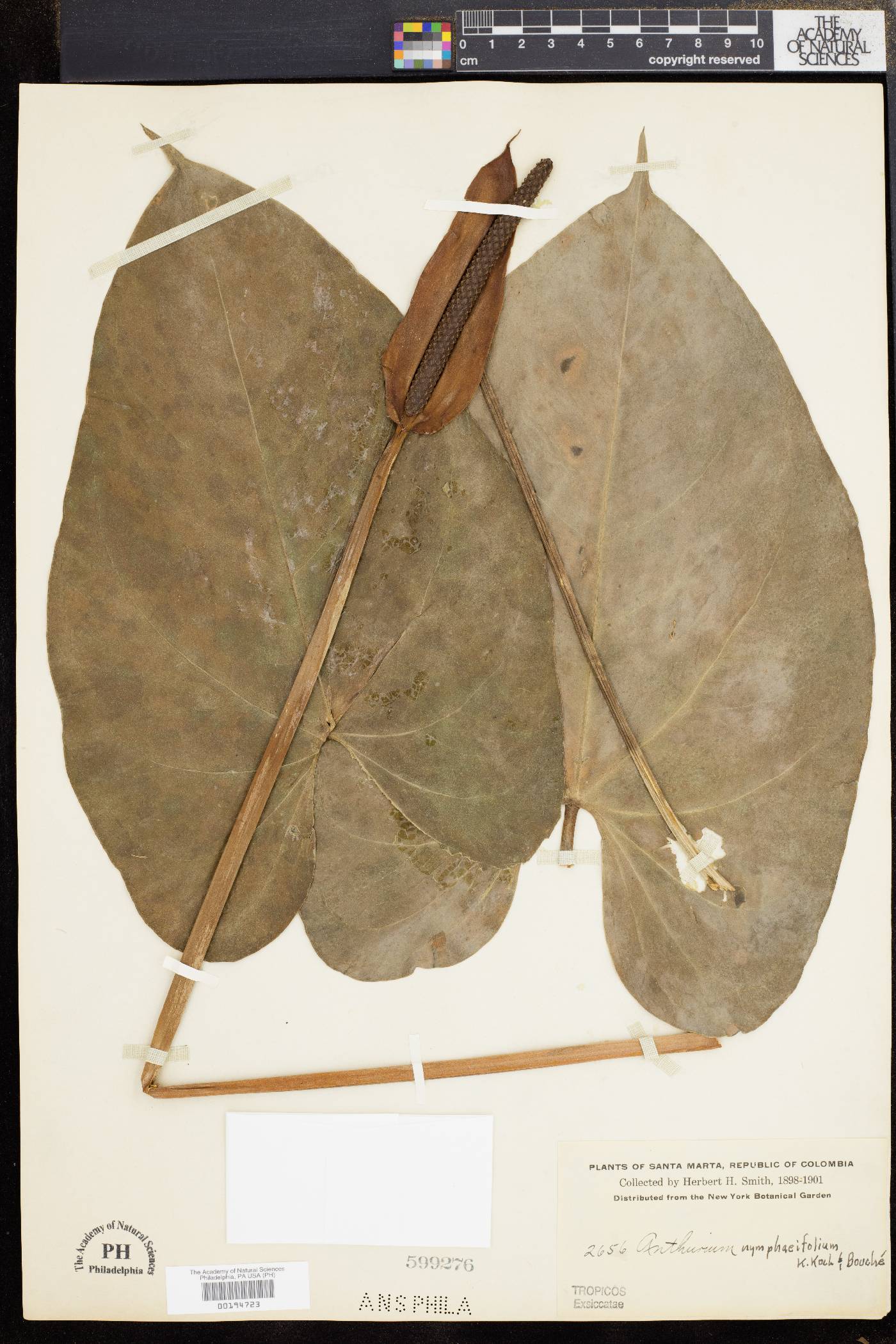 Anthurium nymphaeifolium image
