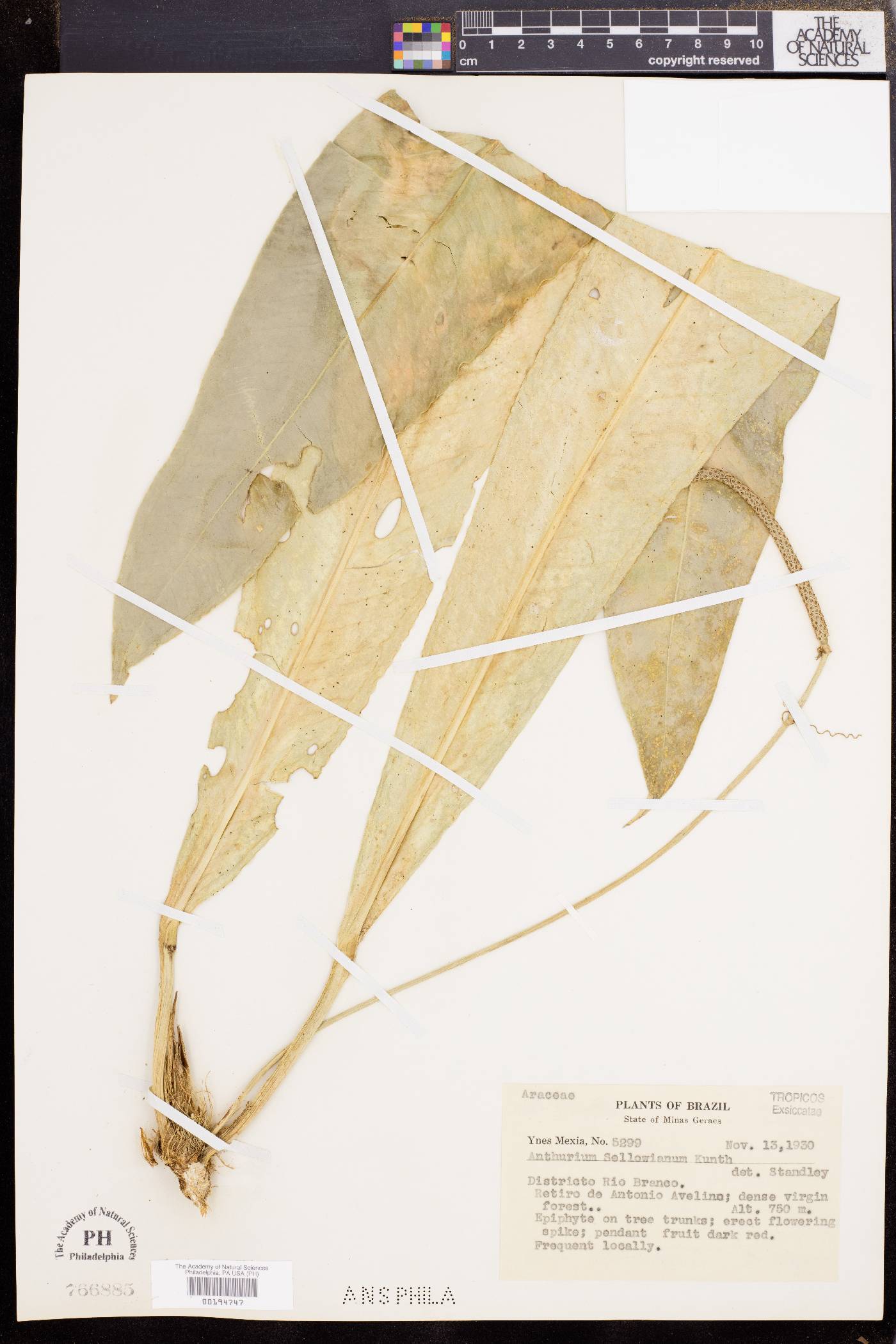 Anthurium sellowianum image