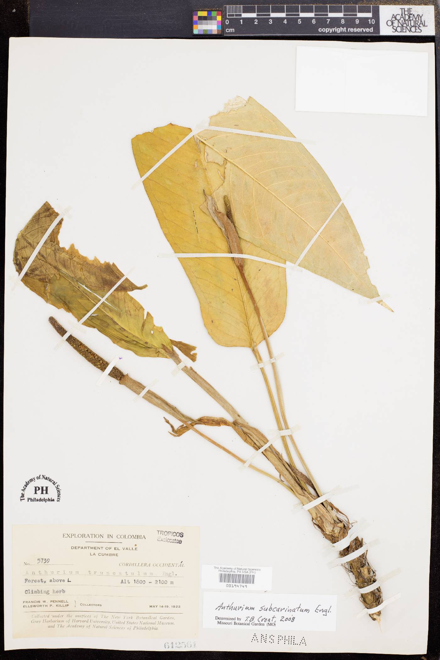 Anthurium subcarinatum image