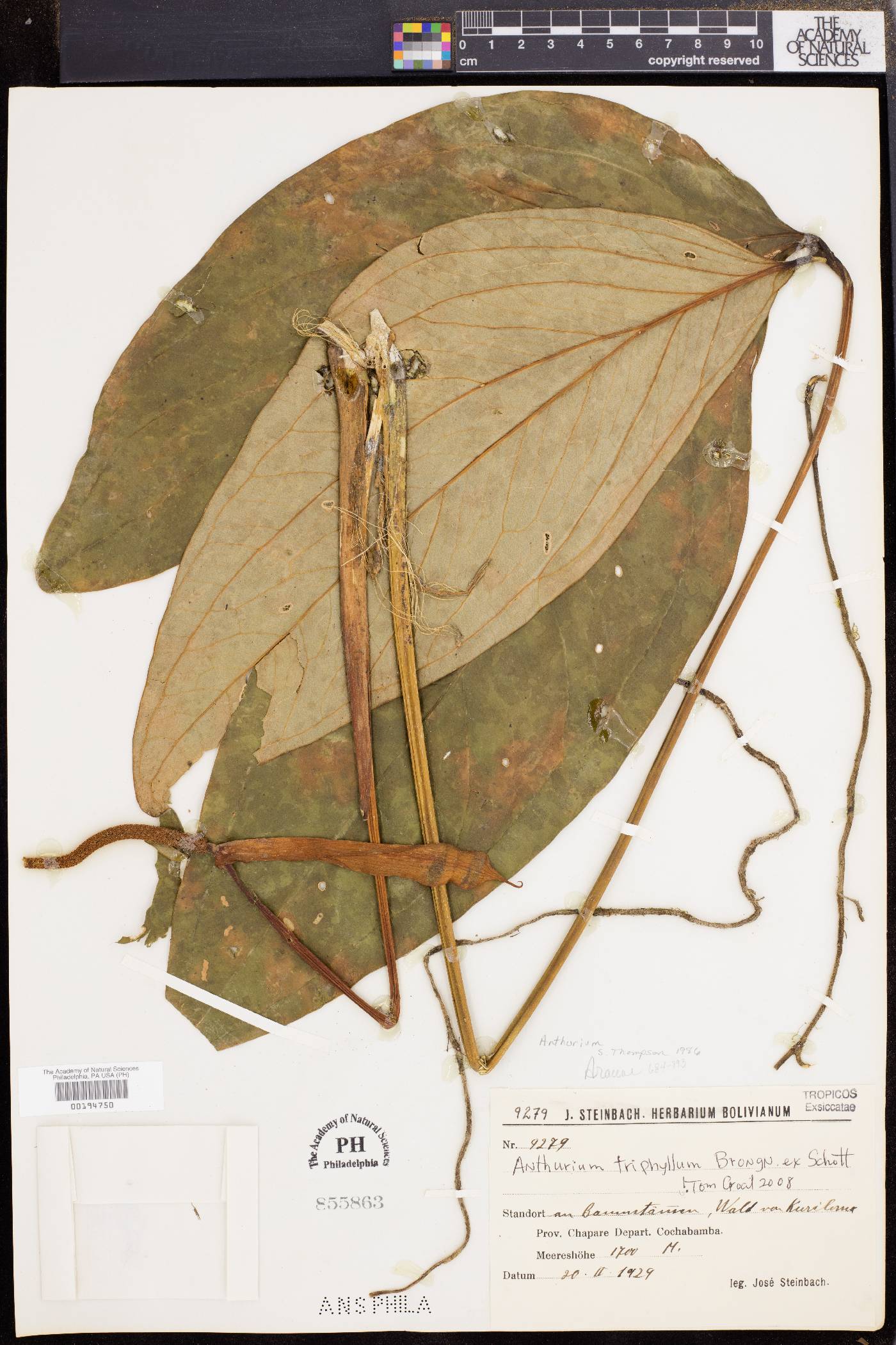 Anthurium triphyllum image