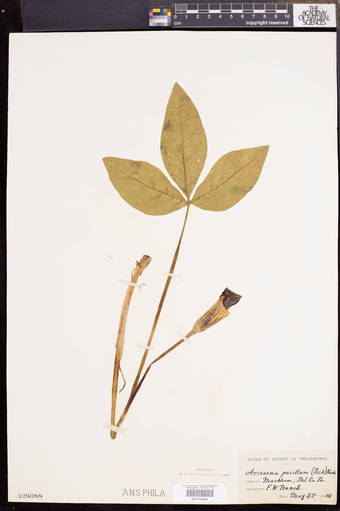 Arisaema pusillum image